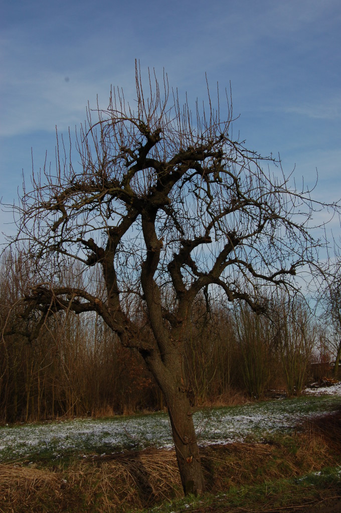 Hoogstam